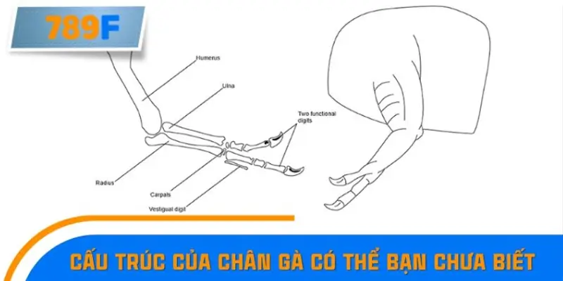 Cấu trúc của chân gà có thể bạn chưa biết Cấu trúc của chân gà có thể bạn chưa biết
